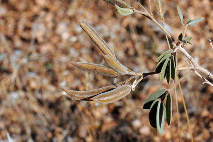 The fruit from Coves' Cassia is a dry pod as shown here; a round cylinder that splits open when mature to release seeds. Senna covesii